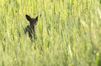 <i class='fa fa-user'></i>&nbsp;Eric Gibcus&nbsp;|  Ree&nbsp; <i class='fa fa-eye'>&nbsp;51</i> &nbsp; <i class='fa fa-comment-o'>&nbsp;2</i>