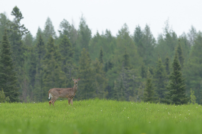 <i class='fa fa-user'></i>&nbsp;Jan Luit&nbsp;|  Witstaarthert&nbsp; <i class='fa fa-eye'>&nbsp;61</i> &nbsp;<i class='fa fa-thumbs-up'>&nbsp;1</i> &nbsp; <i class='fa fa-comment-o'>&nbsp;3</i>