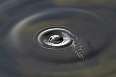 <i class='fa fa-user'></i>&nbsp;Bertus&nbsp;|  Bubbel&nbsp; <i class='fa fa-eye'>&nbsp;90</i> &nbsp;<i class='fa fa-thumbs-up'>&nbsp;8</i> &nbsp; <i class='fa fa-comment-o'>&nbsp;8</i>