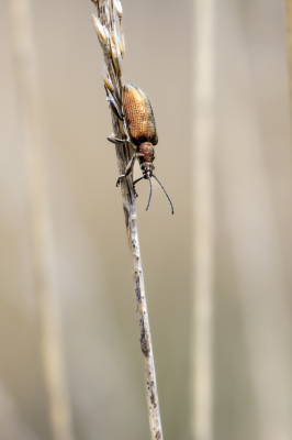 <i class='fa fa-user'></i>&nbsp;Martin Verbeeten&nbsp;|  Plateumaris discolor&nbsp; <i class='fa fa-eye'>&nbsp;42</i> &nbsp; <i class='fa fa-comment-o'>&nbsp;3</i>