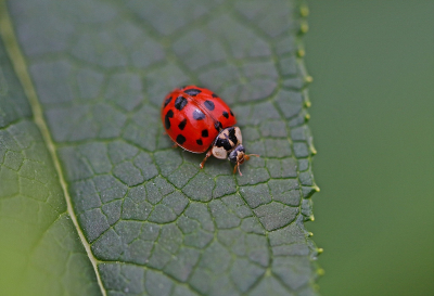 <i class='fa fa-user'></i>&nbsp;Cor&nbsp;|  Aziatisch Lieveheersbeestje&nbsp; <i class='fa fa-eye'>&nbsp;39</i> &nbsp; <i class='fa fa-comment-o'>&nbsp;4</i>