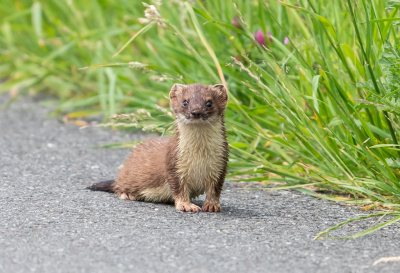 <i class='fa fa-user'></i>&nbsp;Peter van den Berg&nbsp;|  Hermelijn&nbsp; <i class='fa fa-eye'>&nbsp;123</i> &nbsp;<i class='fa fa-thumbs-up'>&nbsp;7</i> &nbsp; <i class='fa fa-comment-o'>&nbsp;11</i>