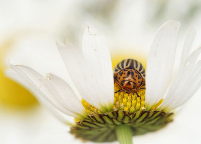 <i class='fa fa-user'></i>&nbsp;Nel R&nbsp;|  Coloradokever&nbsp; <i class='fa fa-eye'>&nbsp;83</i> &nbsp;<i class='fa fa-thumbs-up'>&nbsp;6</i> &nbsp; <i class='fa fa-comment-o'>&nbsp;10</i>