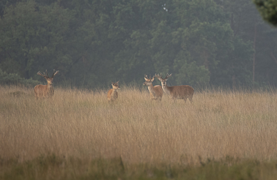 <i class='fa fa-user'></i>&nbsp;ErnovanDoorn&nbsp;|  Edelhert&nbsp; <i class='fa fa-eye'>&nbsp;75</i> &nbsp; <i class='fa fa-comment-o'>&nbsp;4</i>