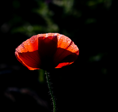 <i class='fa fa-user'></i>&nbsp;PascalK&nbsp;|  Grote Klaproos&nbsp; <i class='fa fa-eye'>&nbsp;50</i> &nbsp;<i class='fa fa-thumbs-up'>&nbsp;3</i> &nbsp; <i class='fa fa-comment-o'>&nbsp;4</i>