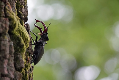 <i class='fa fa-user'></i>&nbsp;nelappelmelk&nbsp;|  Vliegend Hert&nbsp; <i class='fa fa-eye'>&nbsp;94</i> &nbsp;<i class='fa fa-thumbs-up'>&nbsp;7</i> &nbsp; <i class='fa fa-comment-o'>&nbsp;9</i>