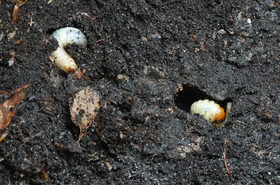 <i class='fa fa-user'></i>&nbsp;nelappelmelk&nbsp;|  Vliegend Hert&nbsp; <i class='fa fa-eye'>&nbsp;74</i> &nbsp; <i class='fa fa-comment-o'>&nbsp;9</i>