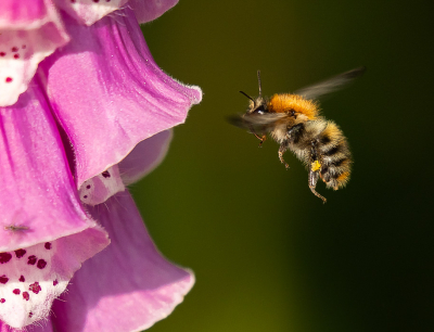 <i class='fa fa-user'></i>&nbsp;Truus Aletta Maan&nbsp;|  Akkerhommel&nbsp; <i class='fa fa-eye'>&nbsp;33</i> &nbsp; <i class='fa fa-comment-o'>&nbsp;5</i>