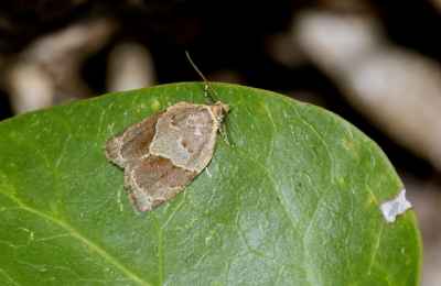 <i class='fa fa-user'></i>&nbsp;rixte&nbsp;|  Klimopbladroller&nbsp; <i class='fa fa-eye'>&nbsp;42</i> &nbsp; <i class='fa fa-comment-o'>&nbsp;4</i>