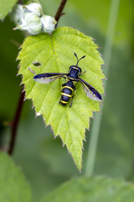 <i class='fa fa-user'></i>&nbsp;Martin Verbeeten&nbsp;|  Normale Fopblaaskop&nbsp; <i class='fa fa-eye'>&nbsp;45</i> &nbsp; <i class='fa fa-comment-o'>&nbsp;2</i>