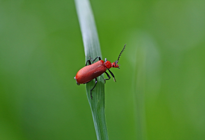 <i class='fa fa-user'></i>&nbsp;Cor&nbsp;|  Roodkopvuurkever&nbsp; <i class='fa fa-eye'>&nbsp;48</i> &nbsp;<i class='fa fa-thumbs-up'>&nbsp;3</i> &nbsp; <i class='fa fa-comment-o'>&nbsp;6</i>