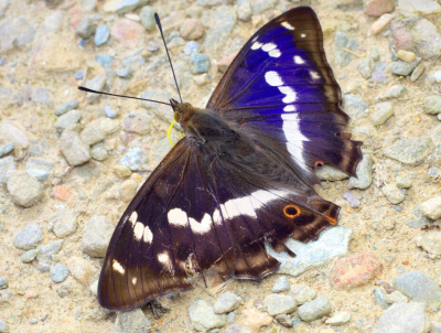 <i class='fa fa-user'></i>&nbsp;tonysettanta&nbsp;|  Grote Weerschijnvlinder&nbsp; <i class='fa fa-eye'>&nbsp;82</i> &nbsp; <i class='fa fa-comment-o'>&nbsp;4</i>