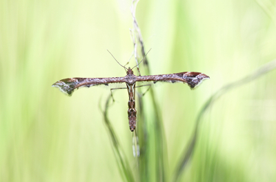 <i class='fa fa-user'></i>&nbsp;Pieter  LJ&nbsp;|  Scherphoekvedermot&nbsp; <i class='fa fa-eye'>&nbsp;70</i> &nbsp;<i class='fa fa-thumbs-up'>&nbsp;2</i> &nbsp; <i class='fa fa-comment-o'>&nbsp;6</i>