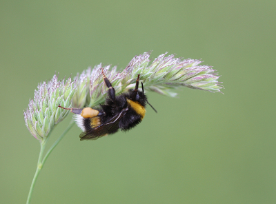 <i class='fa fa-user'></i>&nbsp;Paul Vandebroek&nbsp;|  Aardhommel&nbsp; <i class='fa fa-eye'>&nbsp;50</i> &nbsp;<i class='fa fa-thumbs-up'>&nbsp;3</i> &nbsp; <i class='fa fa-comment-o'>&nbsp;5</i>