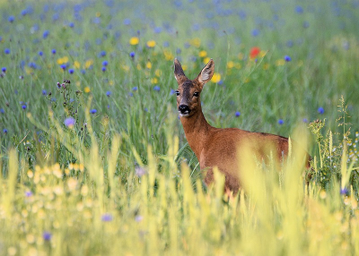 <i class='fa fa-user'></i>&nbsp;robert-jan&nbsp;|  Ree&nbsp; <i class='fa fa-eye'>&nbsp;70</i> &nbsp;<i class='fa fa-thumbs-up'>&nbsp;3</i> &nbsp; <i class='fa fa-comment-o'>&nbsp;3</i>