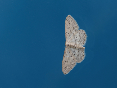 <i class='fa fa-user'></i>&nbsp;Ad Sprang&nbsp;|  Paardenbloemspanner&nbsp; <i class='fa fa-eye'>&nbsp;59</i> &nbsp;<i class='fa fa-thumbs-up'>&nbsp;6</i> &nbsp; <i class='fa fa-comment-o'>&nbsp;8</i>