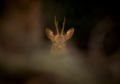 <i class='fa fa-user'></i>&nbsp;ErnovanDoorn&nbsp;|  Ree&nbsp; <i class='fa fa-eye'>&nbsp;81</i> &nbsp;<i class='fa fa-thumbs-up'>&nbsp;1</i> &nbsp; <i class='fa fa-comment-o'>&nbsp;5</i>