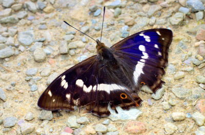 <i class='fa fa-user'></i>&nbsp;tonysettanta&nbsp;|  Grote Weerschijnvlinder&nbsp; <i class='fa fa-eye'>&nbsp;62</i> &nbsp; <i class='fa fa-comment-o'>&nbsp;7</i>