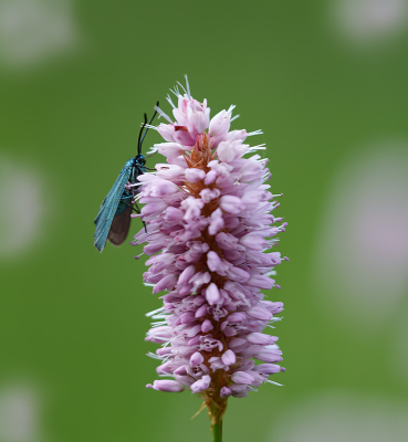 <i class='fa fa-user'></i>&nbsp;Jurgen Maassen&nbsp;|  Metaalvlinder&nbsp; <i class='fa fa-eye'>&nbsp;53</i> &nbsp;<i class='fa fa-thumbs-up'>&nbsp;3</i> &nbsp; <i class='fa fa-comment-o'>&nbsp;3</i>