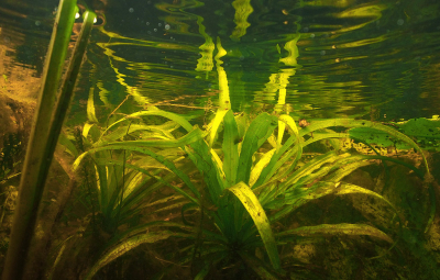 <i class='fa fa-user'></i>&nbsp;Eric Gibcus&nbsp;|  Krabbenscheer&nbsp; <i class='fa fa-eye'>&nbsp;47</i> &nbsp; <i class='fa fa-comment-o'>&nbsp;2</i>