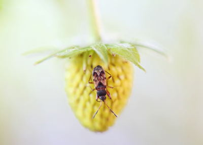 <i class='fa fa-user'></i>&nbsp;Pieter  LJ&nbsp;|  Kortvleugelige Zaagpoot&nbsp; <i class='fa fa-eye'>&nbsp;56</i> &nbsp;<i class='fa fa-thumbs-up'>&nbsp;1</i> &nbsp; <i class='fa fa-comment-o'>&nbsp;3</i>