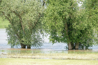 <i class='fa fa-user'></i>&nbsp;nelappelmelk&nbsp;|  Hoog water&nbsp; <i class='fa fa-eye'>&nbsp;61</i> &nbsp; <i class='fa fa-comment-o'>&nbsp;0</i>