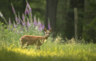 <i class='fa fa-user'></i>&nbsp;ErnovanDoorn&nbsp;|  Ree&nbsp; <i class='fa fa-eye'>&nbsp;61</i> &nbsp;<i class='fa fa-thumbs-up'>&nbsp;4</i> &nbsp; <i class='fa fa-comment-o'>&nbsp;6</i>