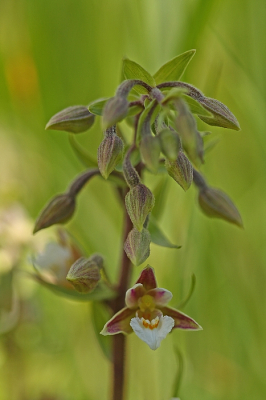 <i class='fa fa-user'></i>&nbsp;Cor&nbsp;|  Moeraswespenorchis&nbsp; <i class='fa fa-eye'>&nbsp;73</i> &nbsp;<i class='fa fa-thumbs-up'>&nbsp;7</i> &nbsp; <i class='fa fa-comment-o'>&nbsp;7</i>