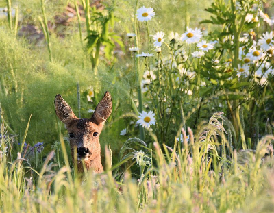 <i class='fa fa-user'></i>&nbsp;robert-jan&nbsp;|  Ree&nbsp; <i class='fa fa-eye'>&nbsp;42</i> &nbsp; <i class='fa fa-comment-o'>&nbsp;1</i>