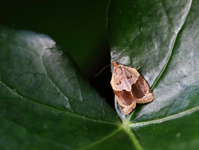 <i class='fa fa-user'></i>&nbsp;Pieter  LJ&nbsp;|  Klimopbladroller&nbsp; <i class='fa fa-eye'>&nbsp;42</i> &nbsp; <i class='fa fa-comment-o'>&nbsp;3</i>