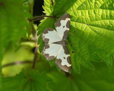 <i class='fa fa-user'></i>&nbsp;Tim Oord&nbsp;|  Gerande Spanner&nbsp; <i class='fa fa-eye'>&nbsp;47</i> &nbsp; <i class='fa fa-comment-o'>&nbsp;4</i>