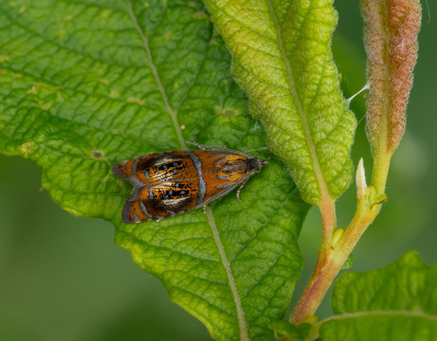 <i class='fa fa-user'></i>&nbsp;Tim Oord&nbsp;|  Geisha&nbsp; <i class='fa fa-eye'>&nbsp;47</i> &nbsp;<i class='fa fa-thumbs-up'>&nbsp;4</i> &nbsp; <i class='fa fa-comment-o'>&nbsp;6</i>