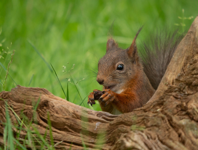 <i class='fa fa-user'></i>&nbsp;Truus Aletta Maan&nbsp;|  Eekhoorn&nbsp; <i class='fa fa-eye'>&nbsp;47</i> &nbsp;<i class='fa fa-thumbs-up'>&nbsp;4</i> &nbsp; <i class='fa fa-comment-o'>&nbsp;8</i>