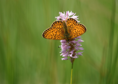 <i class='fa fa-user'></i>&nbsp;Jurgen Maassen&nbsp;|  Ringoogparelmoervlinder&nbsp; <i class='fa fa-eye'>&nbsp;85</i> &nbsp;<i class='fa fa-thumbs-up'>&nbsp;13</i> &nbsp; <i class='fa fa-comment-o'>&nbsp;7</i>