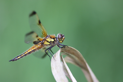 <i class='fa fa-user'></i>&nbsp;Paul Vandebroek&nbsp;|  Viervlek&nbsp; <i class='fa fa-eye'>&nbsp;56</i> &nbsp;<i class='fa fa-thumbs-up'>&nbsp;8</i> &nbsp; <i class='fa fa-comment-o'>&nbsp;8</i>