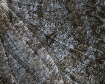 <i class='fa fa-user'></i>&nbsp;Ad Sprang&nbsp;|  Ringspikkelspanner&nbsp; <i class='fa fa-eye'>&nbsp;48</i> &nbsp;<i class='fa fa-thumbs-up'>&nbsp;1</i> &nbsp; <i class='fa fa-comment-o'>&nbsp;4</i>