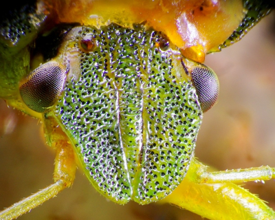 <i class='fa fa-user'></i>&nbsp;tonysettanta&nbsp;|  Groene Schildwants&nbsp; <i class='fa fa-eye'>&nbsp;80</i> &nbsp; <i class='fa fa-comment-o'>&nbsp;9</i>