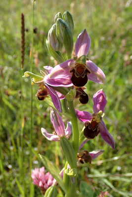 <i class='fa fa-user'></i>&nbsp;A. Soeting&nbsp;|  Bijenorchis&nbsp; <i class='fa fa-eye'>&nbsp;46</i> &nbsp;<i class='fa fa-thumbs-up'>&nbsp;1</i> &nbsp; <i class='fa fa-comment-o'>&nbsp;5</i>