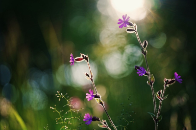 <i class='fa fa-user'></i>&nbsp;hesterb&nbsp;|  Dagkoekoeksbloem&nbsp; <i class='fa fa-eye'>&nbsp;62</i> &nbsp; <i class='fa fa-comment-o'>&nbsp;9</i>