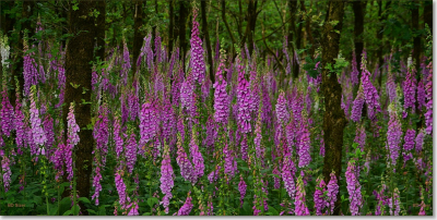 <i class='fa fa-user'></i>&nbsp;B.M.Schouten-Ruis&nbsp;|  Vingerhoedskruid&nbsp; <i class='fa fa-eye'>&nbsp;56</i> &nbsp;<i class='fa fa-thumbs-up'>&nbsp;3</i> &nbsp; <i class='fa fa-comment-o'>&nbsp;6</i>