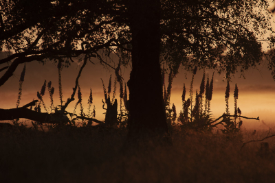 <i class='fa fa-user'></i>&nbsp;ErnovanDoorn&nbsp;|  Vingerhoedskruid&nbsp; <i class='fa fa-eye'>&nbsp;72</i> &nbsp; <i class='fa fa-comment-o'>&nbsp;9</i>