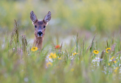 <i class='fa fa-user'></i>&nbsp;robert-jan&nbsp;|  Ree&nbsp; <i class='fa fa-eye'>&nbsp;76</i> &nbsp;<i class='fa fa-thumbs-up'>&nbsp;7</i> &nbsp; <i class='fa fa-comment-o'>&nbsp;7</i>