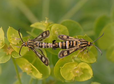 <i class='fa fa-user'></i>&nbsp;Nel R&nbsp;|  Wolfsmelkwespvlinder&nbsp; <i class='fa fa-eye'>&nbsp;60</i> &nbsp;<i class='fa fa-thumbs-up'>&nbsp;8</i> &nbsp; <i class='fa fa-comment-o'>&nbsp;7</i>