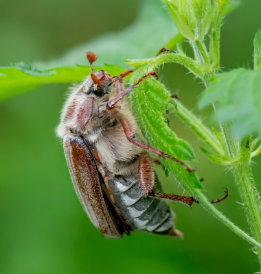 <i class='fa fa-user'></i>&nbsp;pietwil&nbsp;|  Bosmeikever&nbsp; <i class='fa fa-eye'>&nbsp;50</i> &nbsp;<i class='fa fa-thumbs-up'>&nbsp;2</i> &nbsp; <i class='fa fa-comment-o'>&nbsp;3</i>