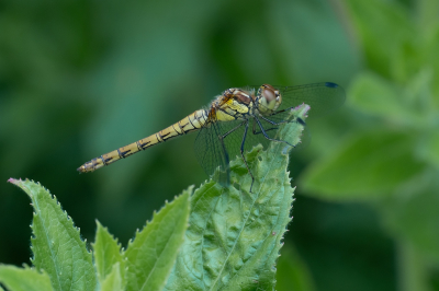 <i class='fa fa-user'></i>&nbsp;Tim Oord&nbsp;|  Bruinrode Heidelibel&nbsp; <i class='fa fa-eye'>&nbsp;36</i> &nbsp;<i class='fa fa-thumbs-up'>&nbsp;1</i> &nbsp; <i class='fa fa-comment-o'>&nbsp;1</i>