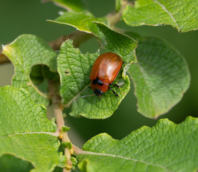 <i class='fa fa-user'></i>&nbsp;Tim Oord&nbsp;|  Rood Struikhaantje&nbsp; <i class='fa fa-eye'>&nbsp;41</i> &nbsp;<i class='fa fa-thumbs-up'>&nbsp;1</i> &nbsp; <i class='fa fa-comment-o'>&nbsp;3</i>