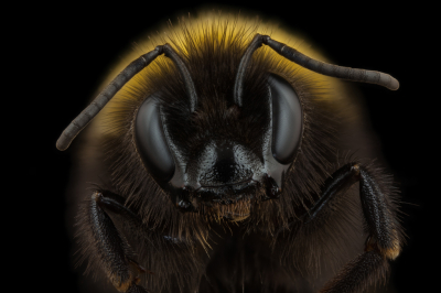 <i class='fa fa-user'></i>&nbsp;Adri Gr Nuelend&nbsp;|  Aardhommel&nbsp; <i class='fa fa-eye'>&nbsp;105</i> &nbsp;<i class='fa fa-thumbs-up'>&nbsp;10</i> &nbsp; <i class='fa fa-comment-o'>&nbsp;12</i>