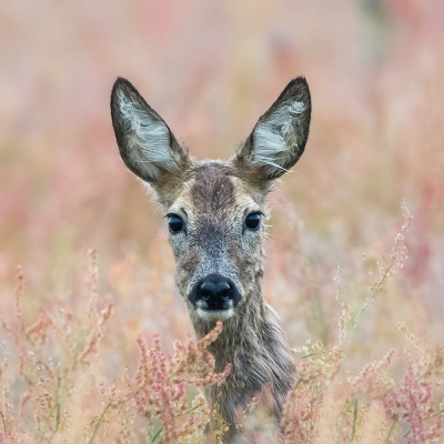 <i class='fa fa-user'></i>&nbsp;Hillebrand Keun&nbsp;|  Ree&nbsp; <i class='fa fa-eye'>&nbsp;50</i> &nbsp;<i class='fa fa-thumbs-up'>&nbsp;1</i> &nbsp; <i class='fa fa-comment-o'>&nbsp;1</i>