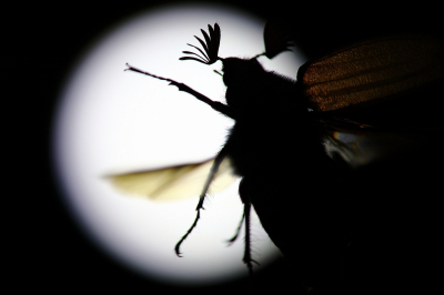 <i class='fa fa-user'></i>&nbsp;Sophie&nbsp;|  Gewone Meikever&nbsp; <i class='fa fa-eye'>&nbsp;50</i> &nbsp; <i class='fa fa-comment-o'>&nbsp;0</i>