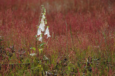 <i class='fa fa-user'></i>&nbsp;nelappelmelk&nbsp;|  Vingerhoedskruid&nbsp; <i class='fa fa-eye'>&nbsp;54</i> &nbsp; <i class='fa fa-comment-o'>&nbsp;4</i>